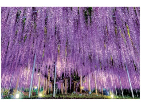 ジグソーパズル: 足利の大藤 - 栃木 1000ピース (50cm x 75cm)