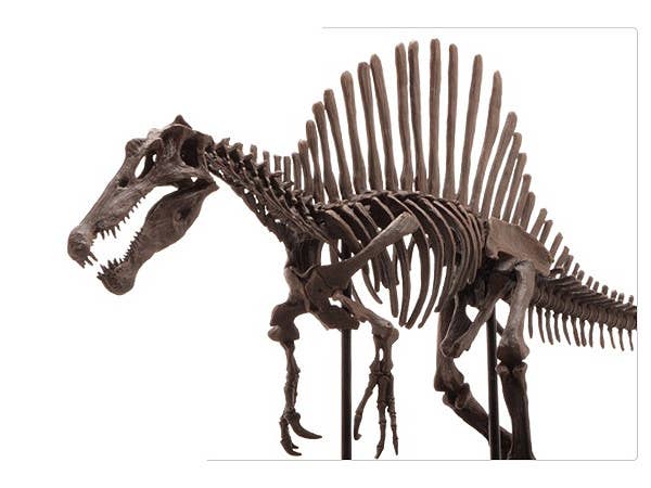 スピノサウルス スケルトンモデル