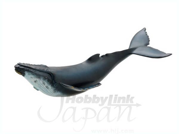 ザトウクジラ