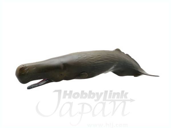 マッコウクジラ