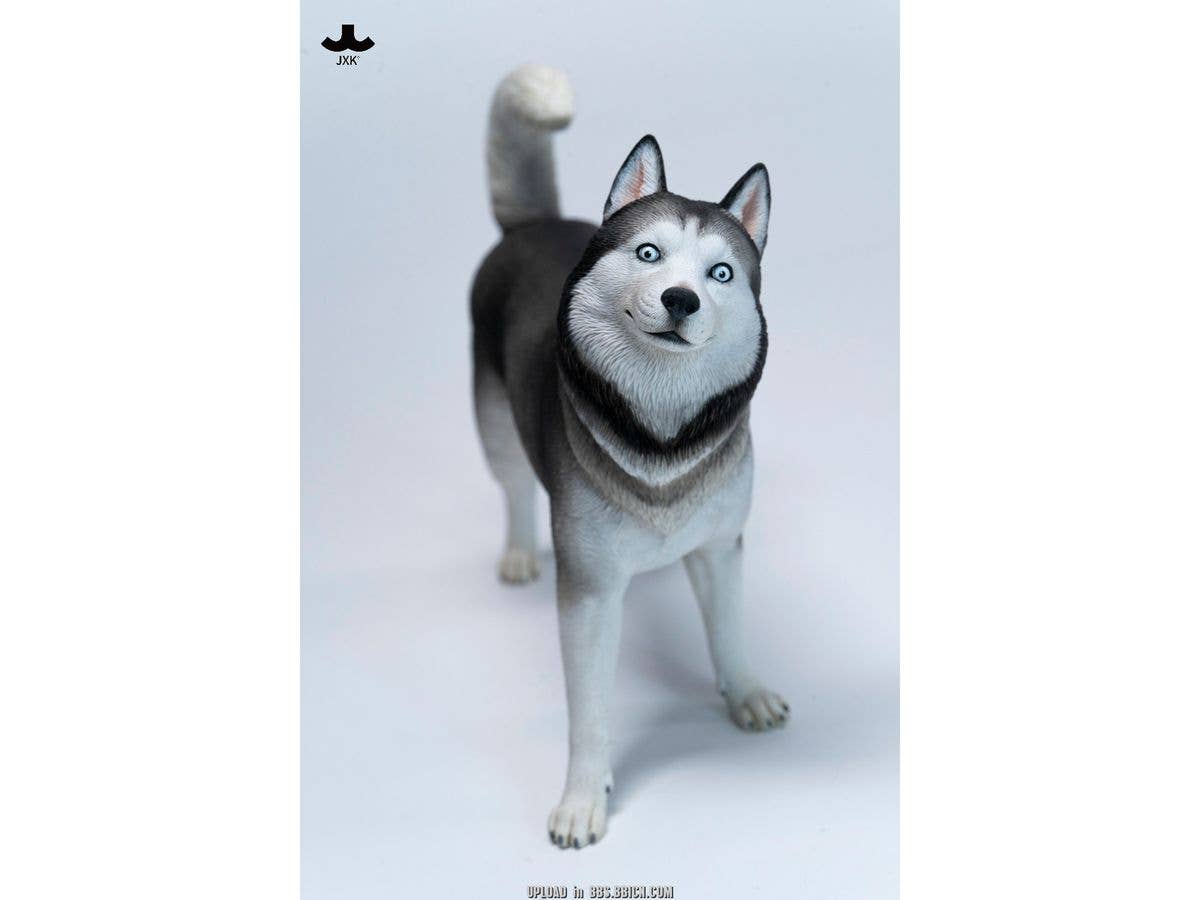 JXKスタジオ ハスキー犬