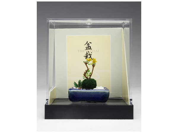 1/12 THE BONSAI 野草盆栽 [紺角鉢]