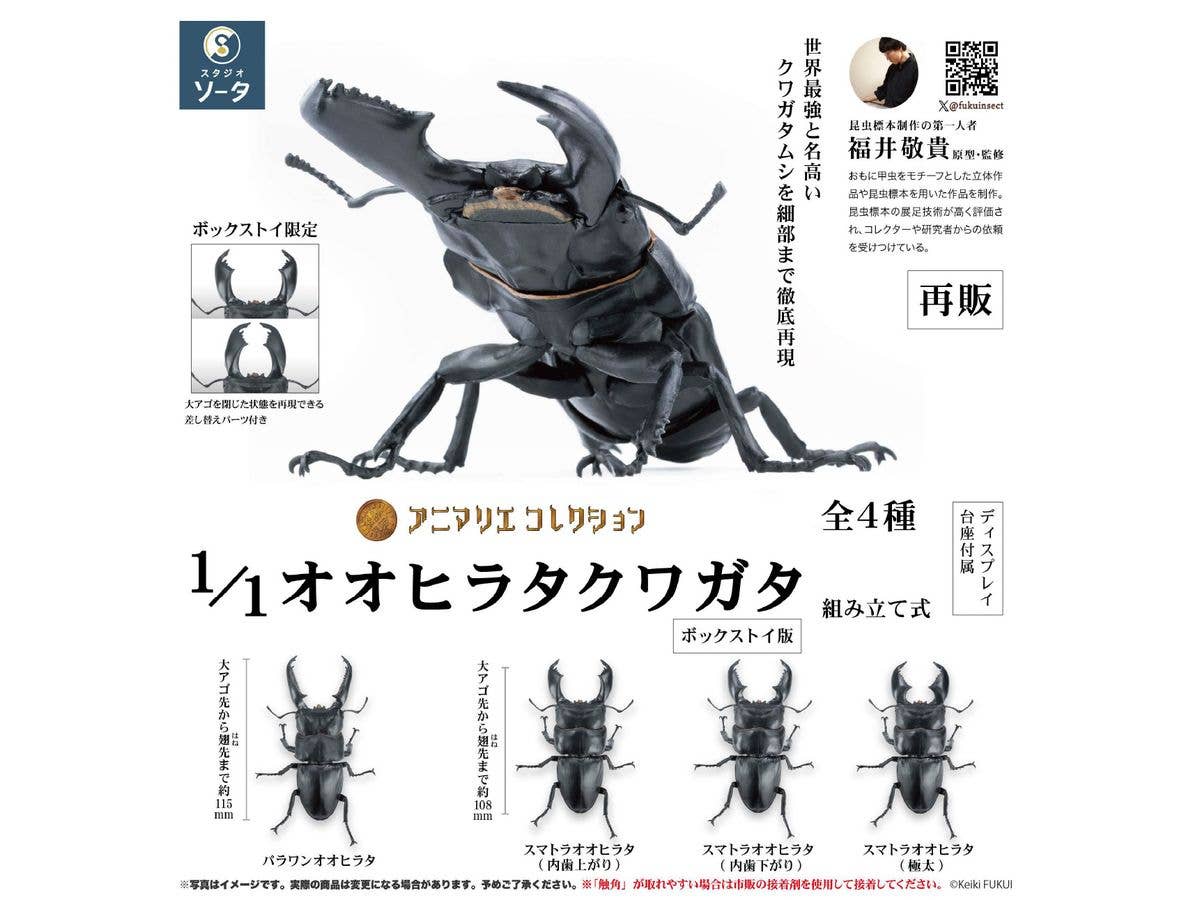 1/1 アニマリエコレクション オオヒラタクワガタ 1Box 4pcs (再販)