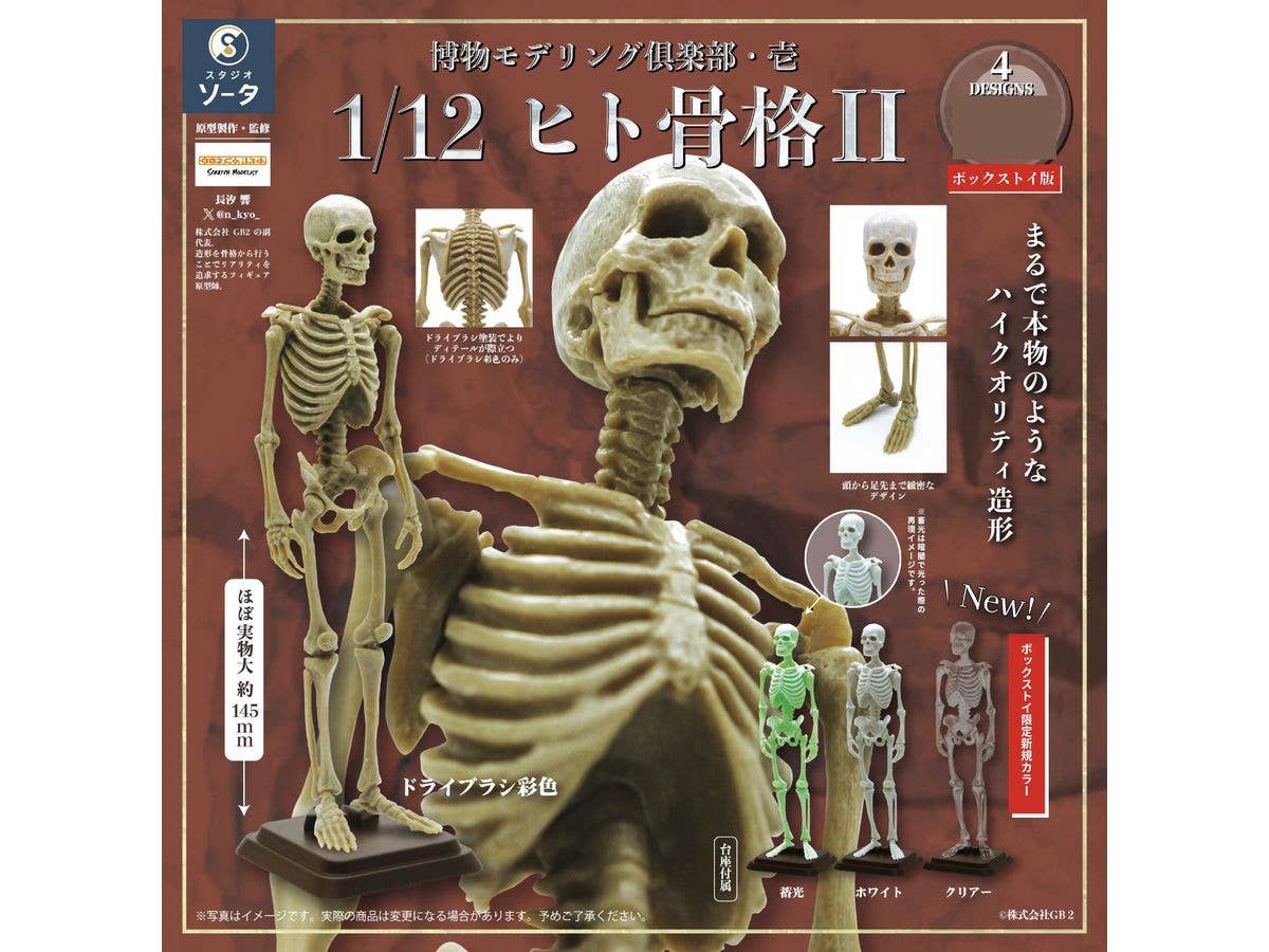 1/12 博物モデリング倶楽部・壱 ヒト骨格II 1Box 4pcs