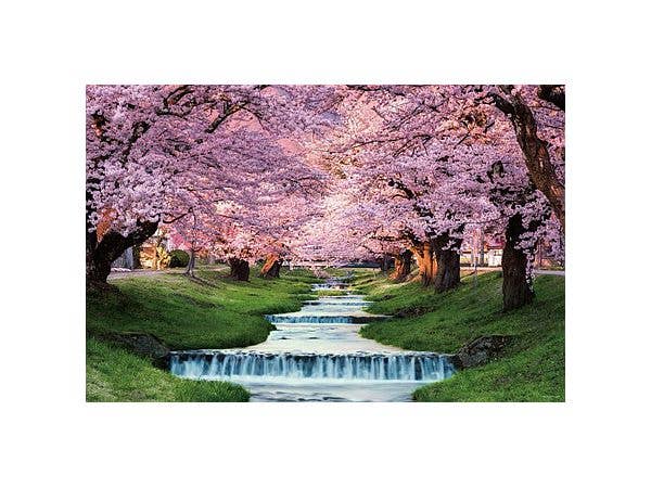 ジグソーパズル: 観音寺川の桜並木 (福島) 1000ピース (75 x 50cm)